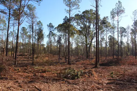 Parcel 4 Mac Pate Rd., West Point, MS 39741 photo 5