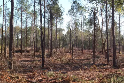 Parcel 5 Mac Pate Rd., West Point, MS 39741 photo 3