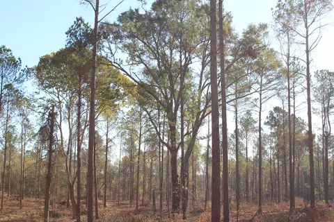 Parcel 5 Mac Pate Rd., West Point, MS 39741 photo 2