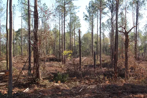 Parcel 5 Mac Pate Rd., West Point, MS 39741 photo 5