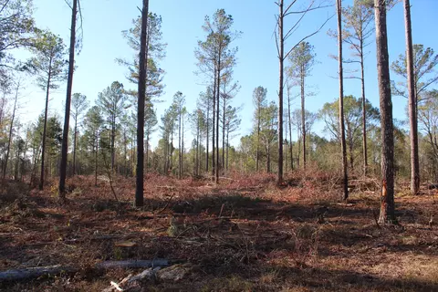 Parcel 7 Mac Pate Rd., West Point, MS 39741 photo 4