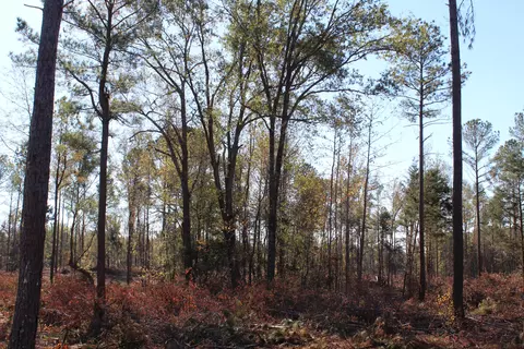 Parcel 7 Mac Pate Rd., West Point, MS 39741 photo 2