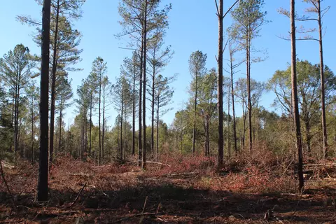 Parcel 7 Mac Pate Rd., West Point, MS 39741