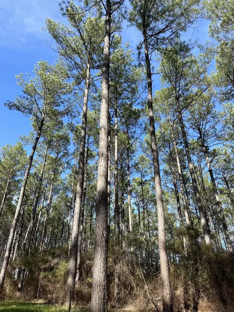 0 Hwy 13 Percy Bates Rd, Oak Vale, MS 39656