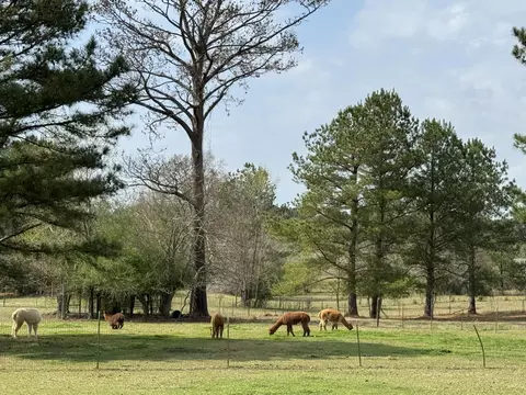 Other - 383 Co Rd 155, Stringer, MS 39481 photo 5 of 6