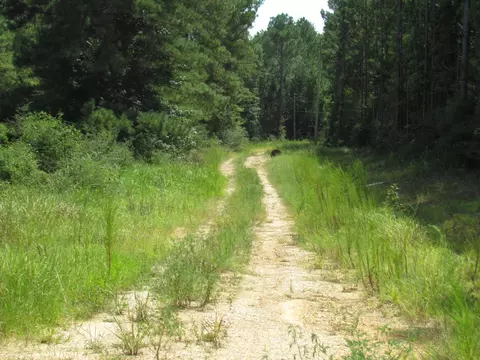 000 Jimmy Reyer Rd, Poplarville, MS 39470