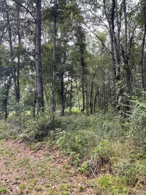 tbd Alexander Rd, Jayess, MS 39641 photo 12