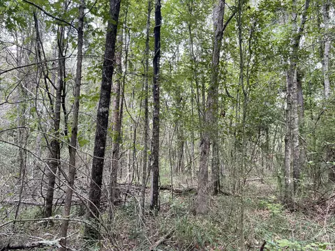 tbd Alexander Rd, Jayess, MS 39641 photo 8