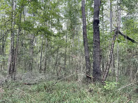 tbd Alexander Rd, Jayess, MS 39641 photo 10