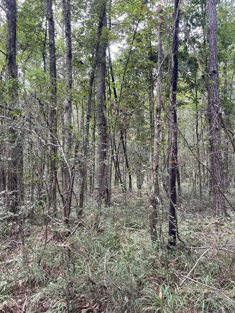 tbd Alexander Rd, Jayess, MS 39641 photo 11