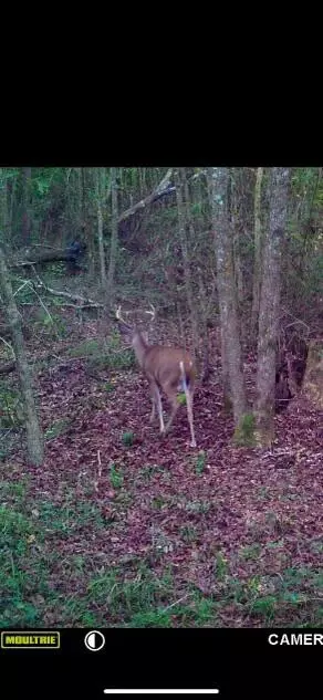 tbd Alexander Rd, Jayess, MS 39641 photo 16