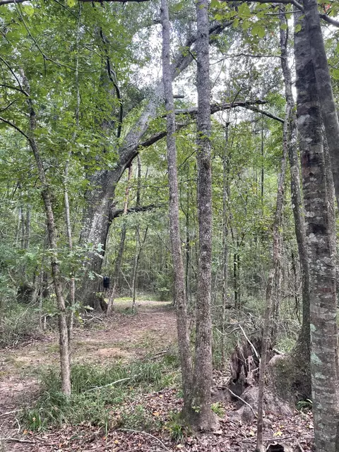 tbd Alexander Rd, Jayess, MS 39641 photo 9