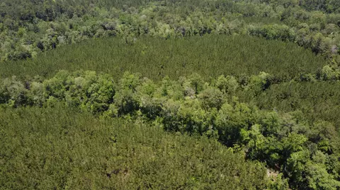 0 Stout Bond Rd, Wiggins, MS 39577 photo 8