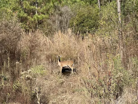 00 Stanford Lake Rd, Poplarville, MS 39470