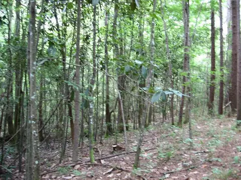 0 Athens Rd, Mendenhall, MS 39114 photo 3