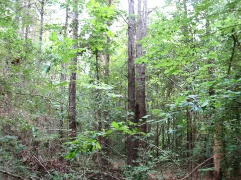 0 Athens Rd, Mendenhall, MS 39114 photo 4