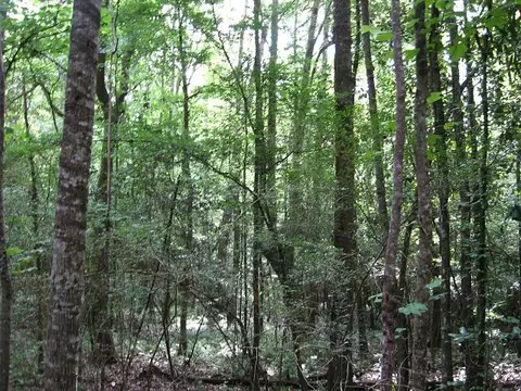 0 Athens Rd, Mendenhall, MS 39114 photo 2
