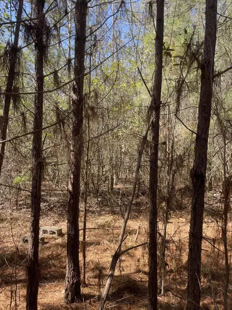175 Hammond, Oak Vale, MS 39656 photo 4