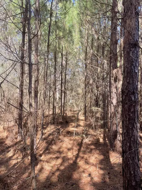 175 Hammond, Oak Vale, MS 39656 photo 5