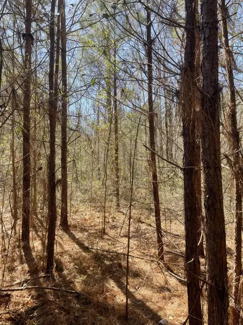175 Hammond, Oak Vale, MS 39656 photo 3
