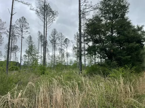 lot E River Bend Rd, Columbia, MS 39429 photo 4