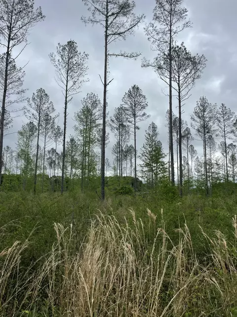 lot E River Bend Rd, Columbia, MS 39429 photo 7