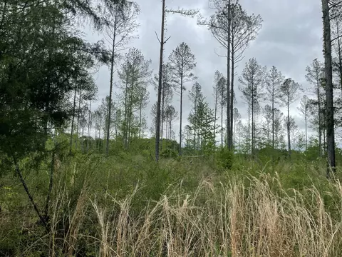 lot E River Bend Rd, Columbia, MS 39429 photo 3