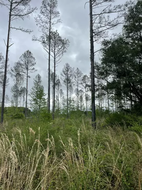 lot E River Bend Rd, Columbia, MS 39429 photo 6