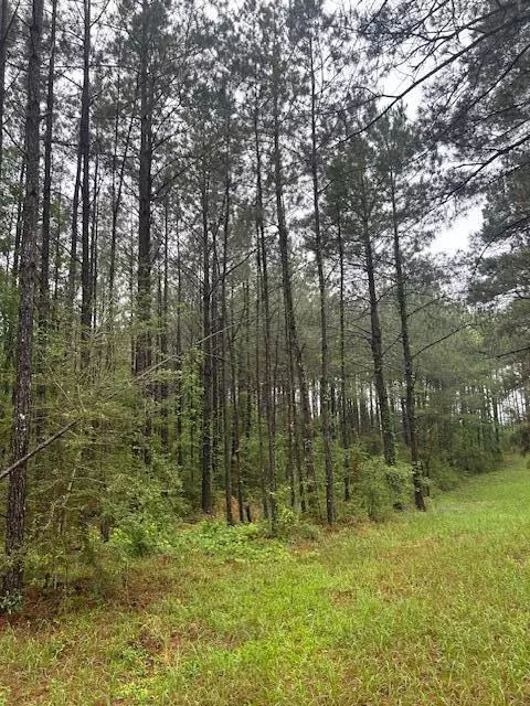 00 Forbes, Sandy Hook, MS 39478 photo 5