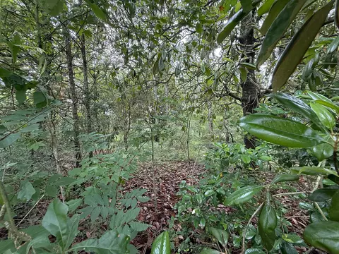 lot On Hillcrest Ln, Purvis, MS 39475 photo 7