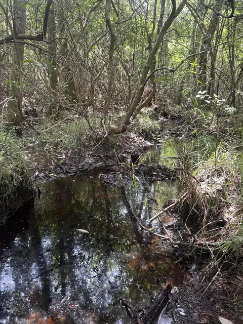 00 Vernal River Rd, Lucedale, MS 39452 photo 11