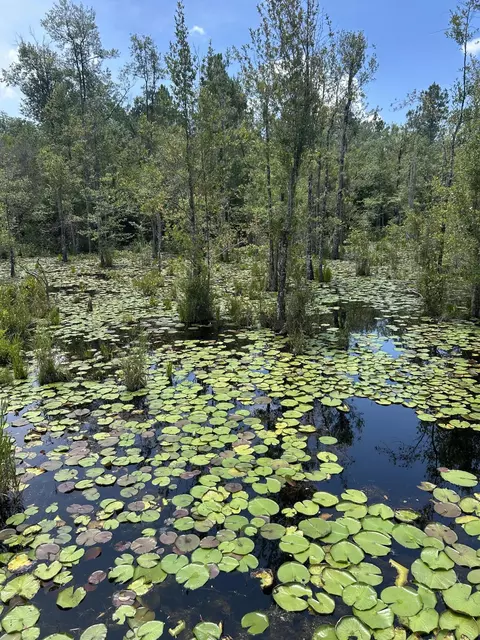 00 Vernal River Rd, Lucedale, MS 39452 photo 13