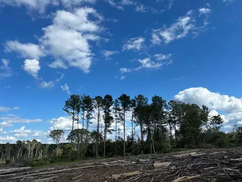 32 Acres - Garner Rd, Mount Olive, MS 39119 photo 3