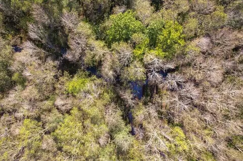 83 Bill Willis Rd, Union, MS 39365 photo 15
