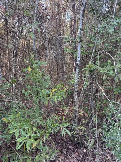 00 Williams Cutoff, Sumrall, MS 39482 photo 3