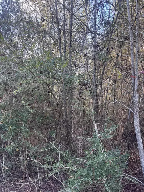 00 Williams Cutoff, Sumrall, MS 39482 photo 8