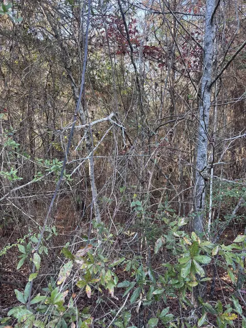 00 Williams Cutoff, Sumrall, MS 39482 photo 4