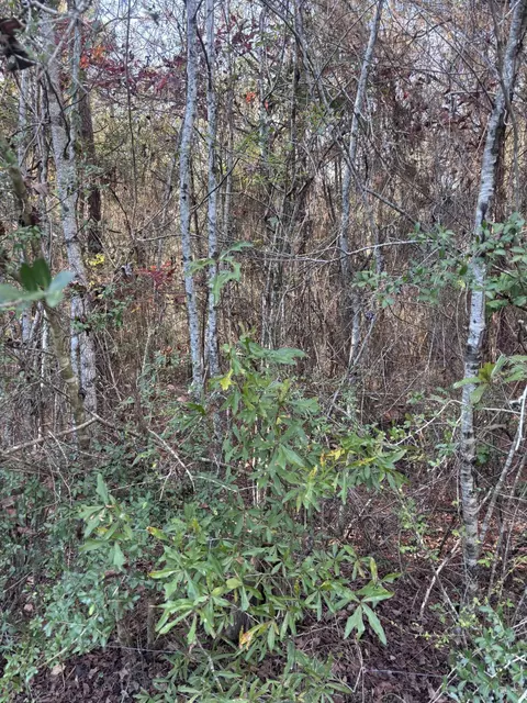 00 Williams Cutoff, Sumrall, MS 39482 photo 2