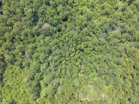 40 Acres Sons Ln, Mount Olive, MS 39119 photo 11