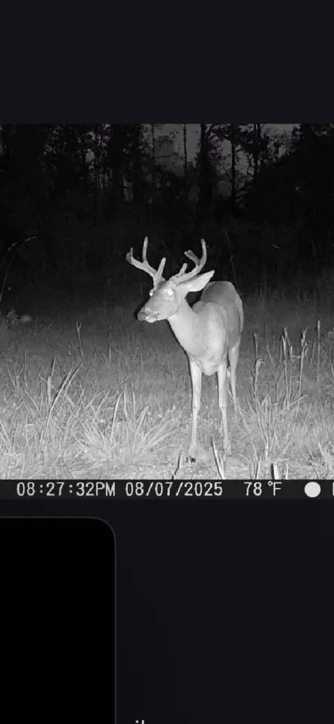 72 Summers Magee, Kokomo, MS 39643 photo 28