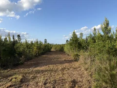 9 Acres Hwy 48 E, Sandy Hook, MS 39478 photo 5