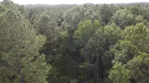 0 Ratcliff Rd, Sumrall, MS 39402 photo 5
