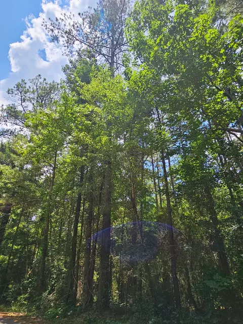 0 Jack Hall Rd, Mount Olive, MS 39119 photo 4