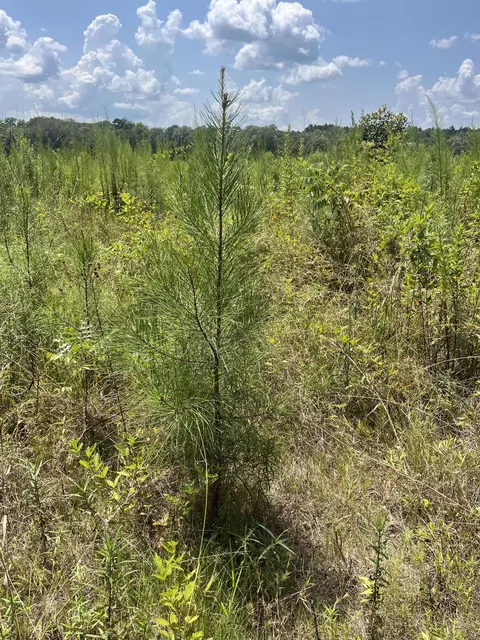 tbd Jack Loftin, Oak Vale, MS 39656 photo 3