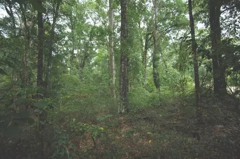 tbd Mccain Rd, Foxworth, MS 39483 photo 5