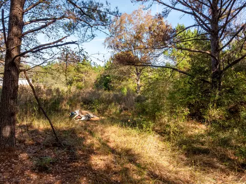 0 Beach Rd, Purvis, MS 39475 photo 3