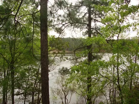 66 Hickory Hills Loop, Purvis, MS 39475 photo 29