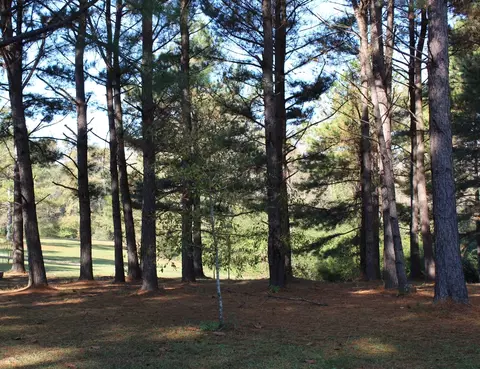 116 Phillips, Sumrall, MS 39482 photo 48