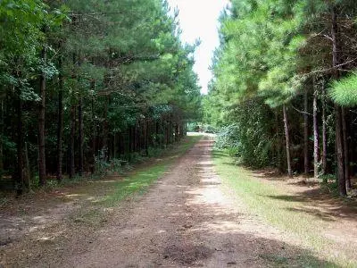214 Loop Rd, Bassfield, MS 39421 photo 21