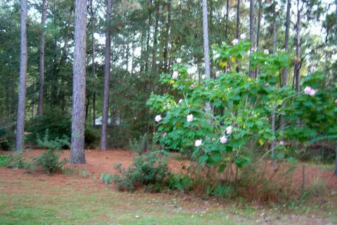 98 Timberland Dr, Purvis, MS 39475 photo 21